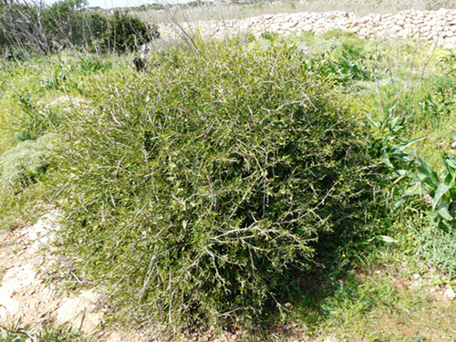 Periploca  angustifolia